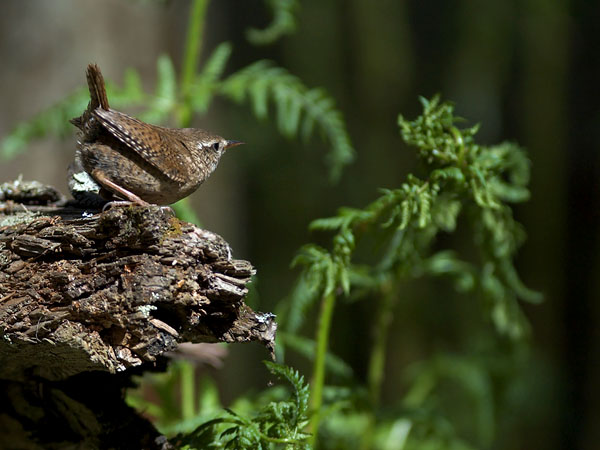Peukaloinen, Winter Wren, Troglodytes troglodytes